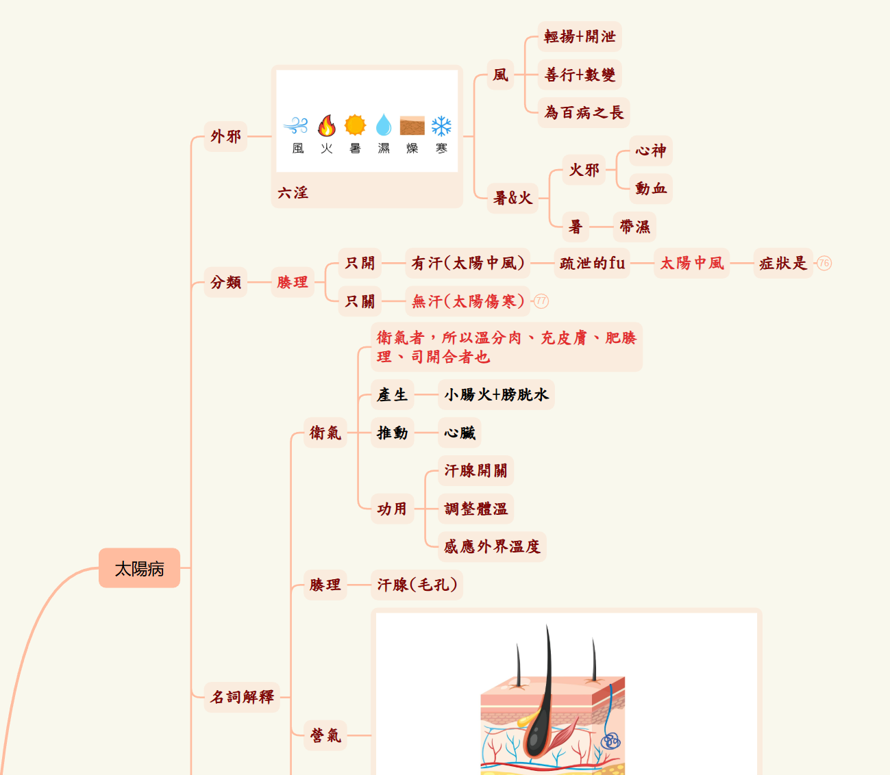 經方百日訓練營傷寒論心智圖解析範例，將病症與治療方式分門別類幫助學習